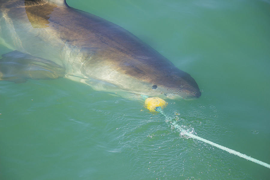 Great White Shark Biting Decoy and Bait Photograph by Bmvdwest