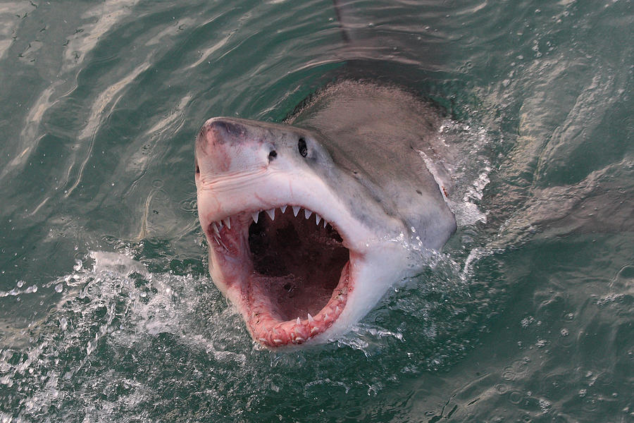 great white shark, Carcharodon carcharias, Gansbaai, South Africa, Atlantic Ocean Photograph by Alessandro De Maddalena
