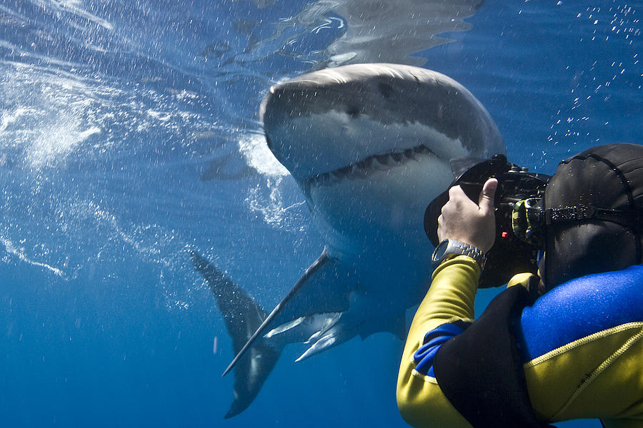 Great white shark (Carcharodon carcharias) making a close pass while photographer leans to take a picture, Guadalupe Island, Mexico Photograph by Rodrigo Friscione