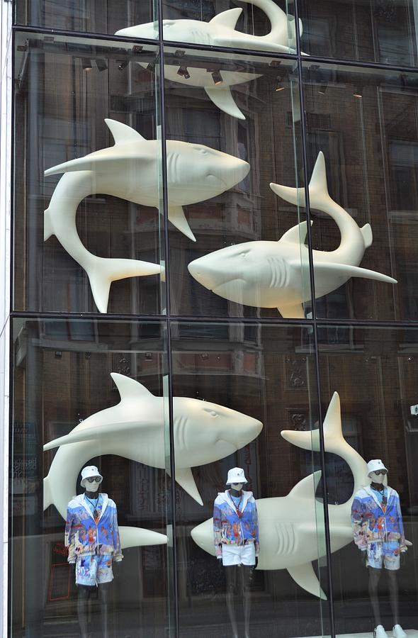 Great white shark fashion window  Photograph by Cheryl Hoyle