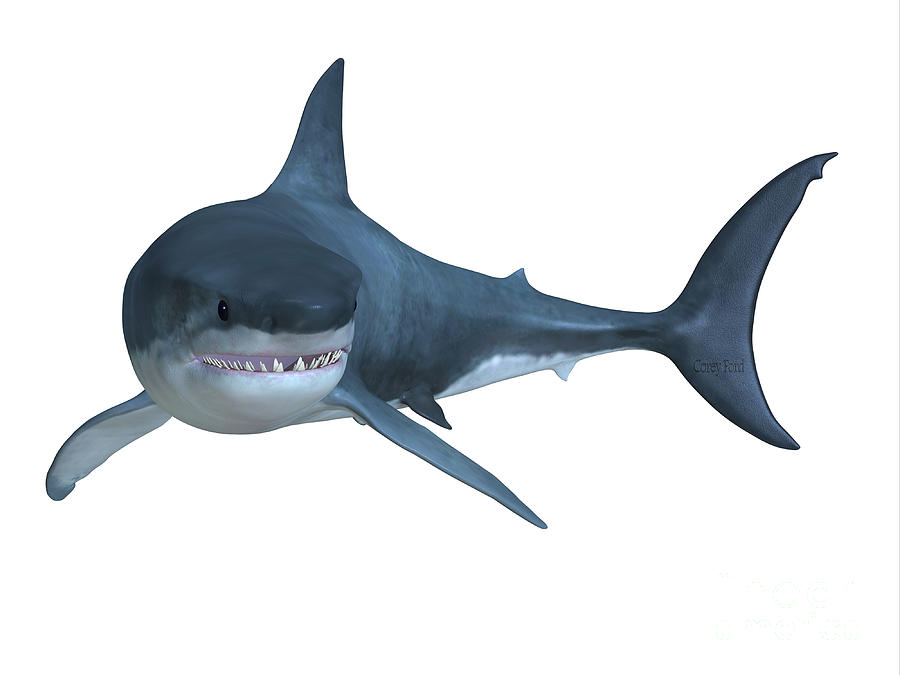 Great White Shark Hunter Digital Art by Corey Ford