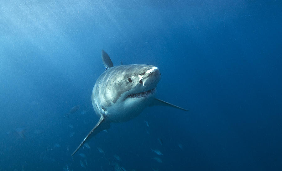 Great white shark in South Australia Photograph by Alastair Pollock Photography