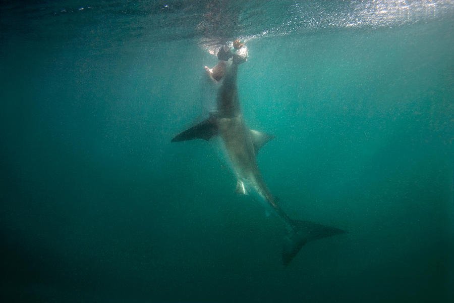 Great White Shark Photograph by James R.D. Scott