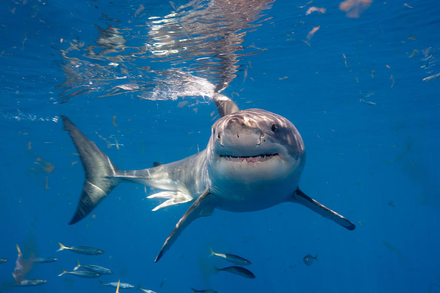Great White Shark, Mexico Photograph by Image Source