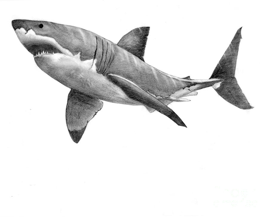 Great White Shark Drawing by Nick Norton Fine Art America
