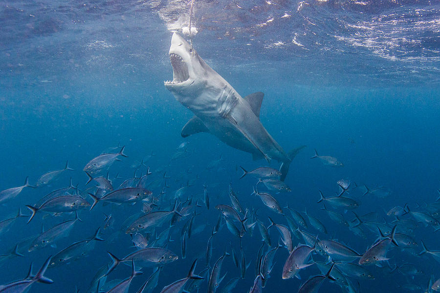 Great white shark Photograph by NiCK