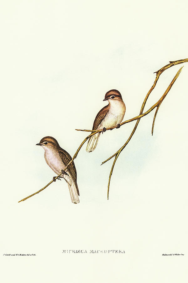 John Gould Drawing - Great-winged Flycatcher, Microeca macroptera by John Gould