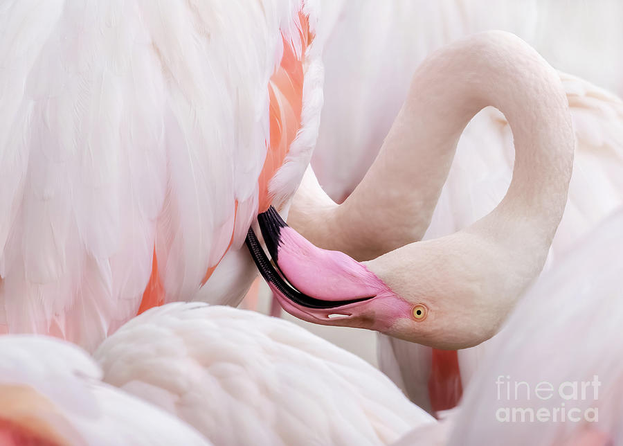 Greater flamingo preening Photograph by Jane Rix