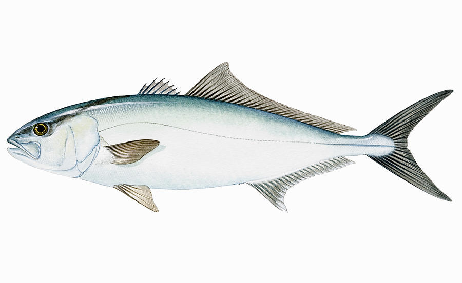 Greater Amberjack (Seriola dumerili), saltwater fish Drawing by Colin Newman