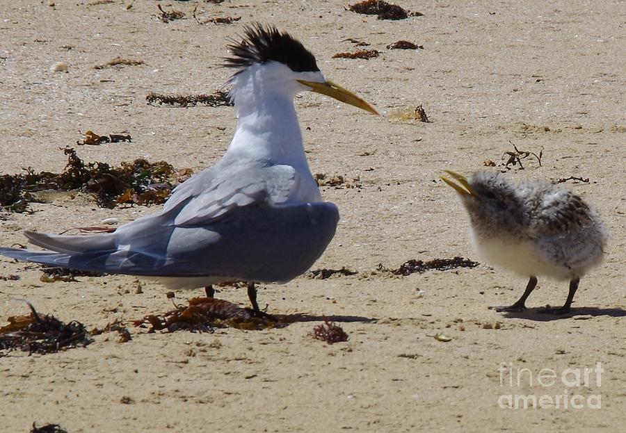 Greater Crested Tern With Chick Photograph by Lesley Evered