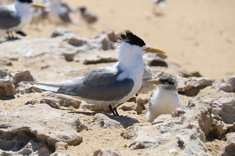 Greater Crested Tern With Chick Photograph