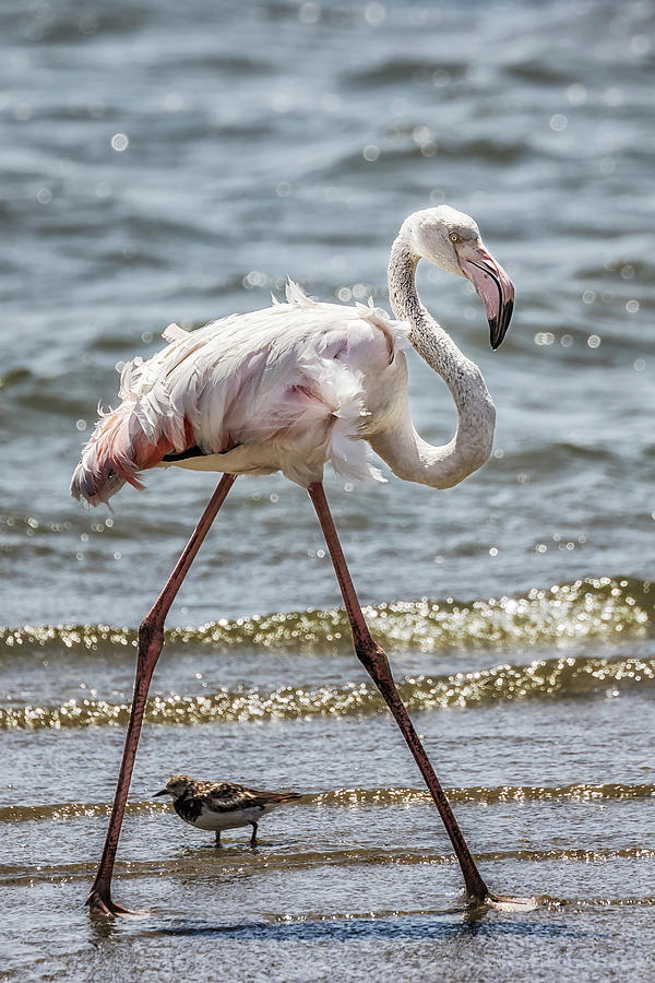 Greater Flamingo Along Walvis Bay Waterfront, No. 1 Photograph by Belinda Greb