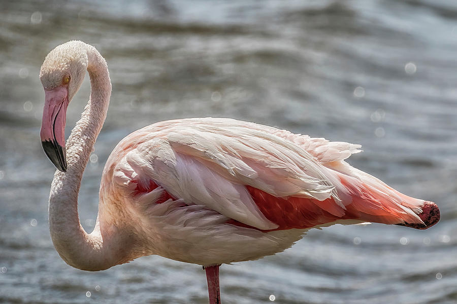 Greater Flamingo Along Walvis Bay Waterfront, No. 2 Photograph by Belinda Greb
