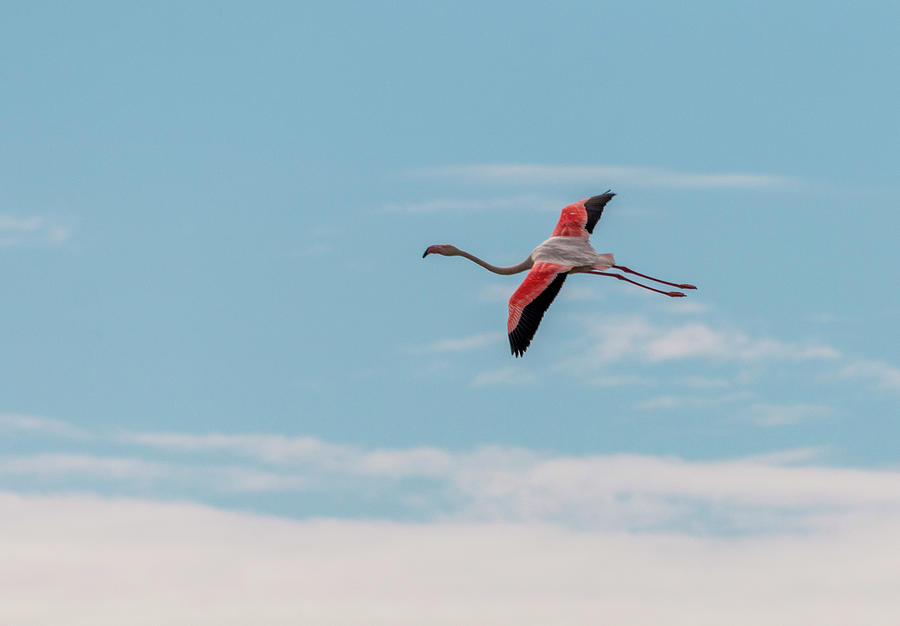 Greater flamingo in flight Photograph by Pietro Ebner