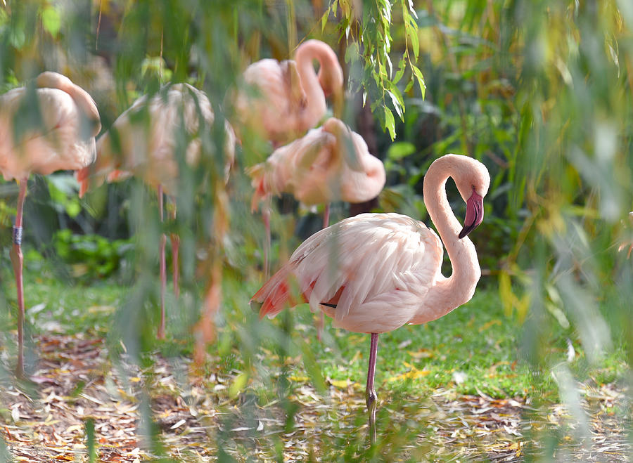 Greater Flamingo Photograph by Jenny Rainbow