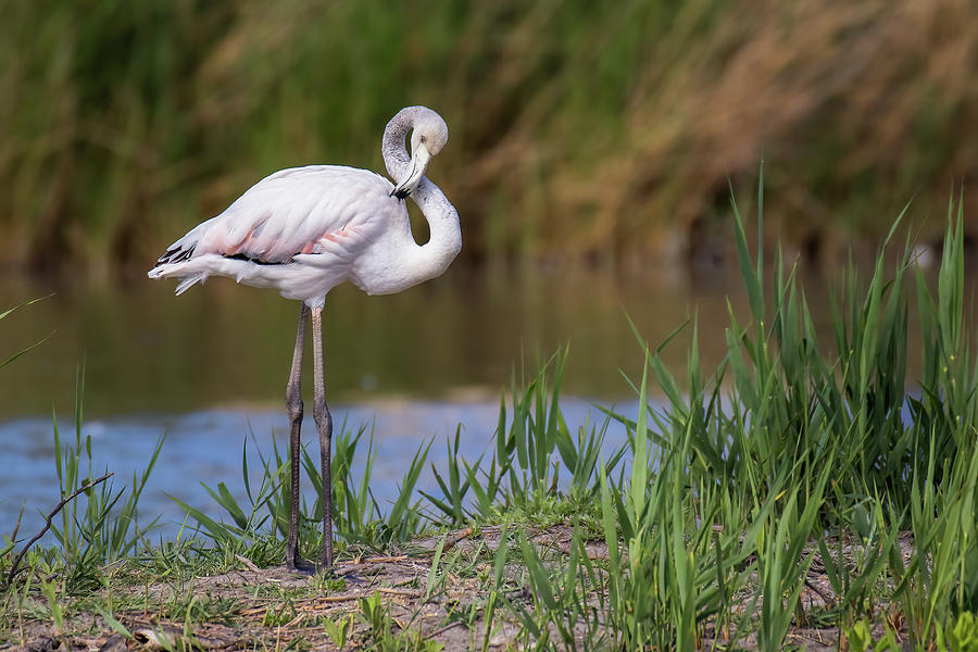 Greater flamingo juvenile - Phoenicopterus roseus Photograph by Jivko Nakev