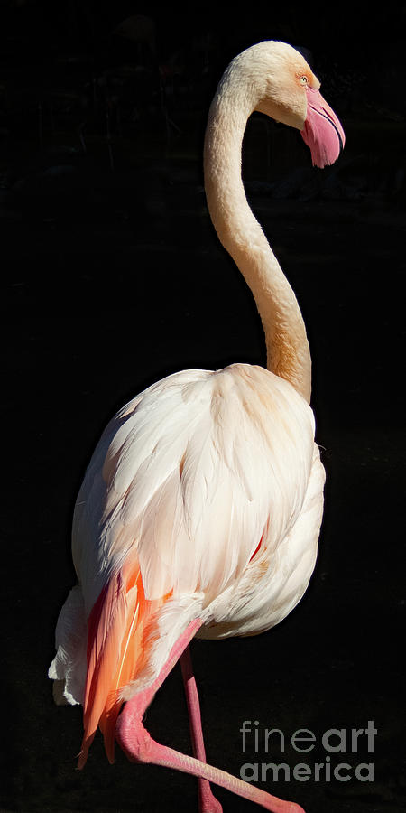 Greater Flamingo narrow vertical Photograph by Cheryl Del Toro