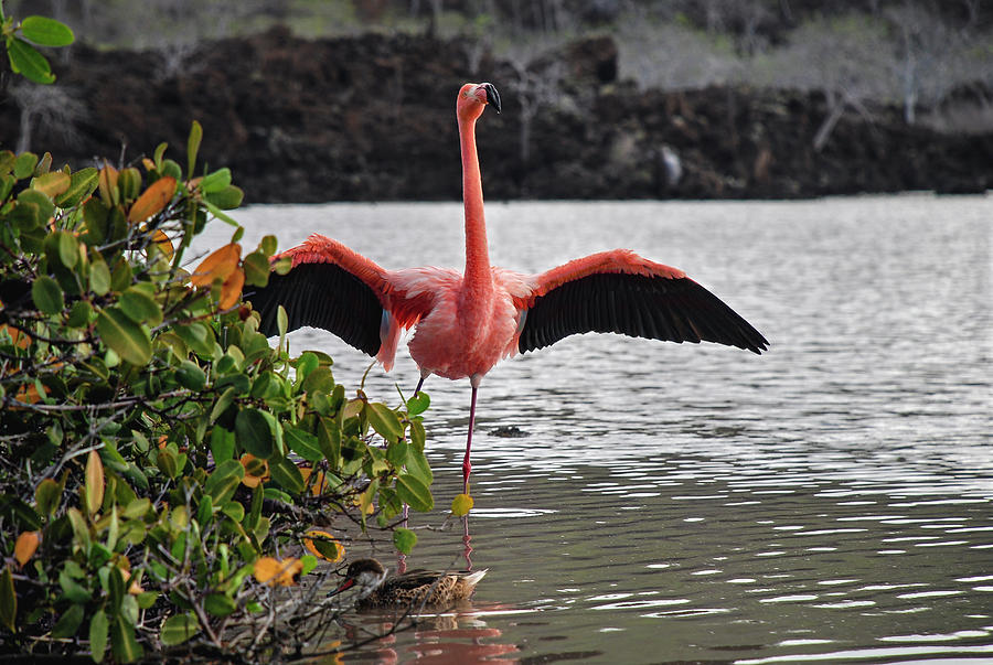 Greater Flamingo or American Flamingo - Galapagos Photograph by Henri Leduc