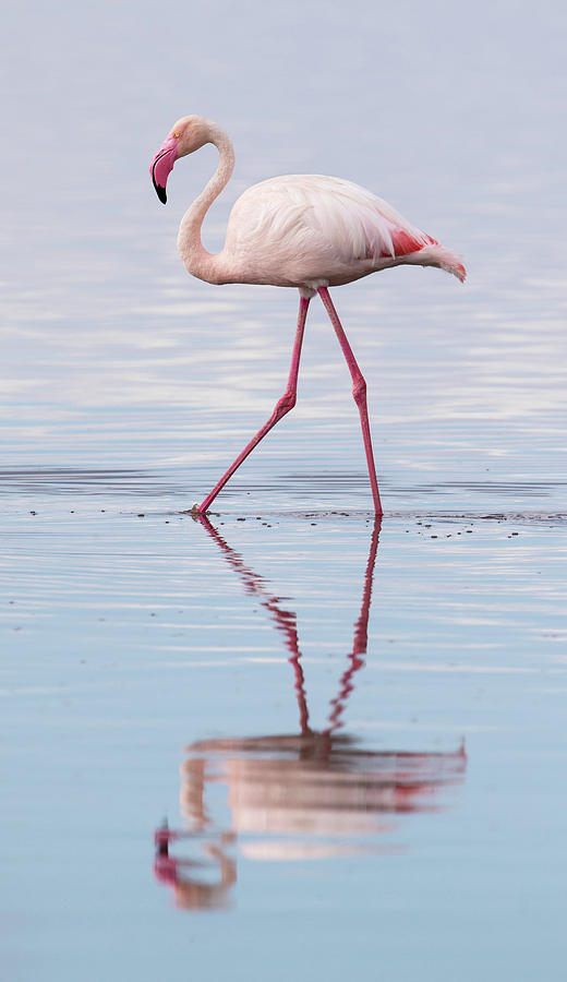 Greater Flamingo Reflection Photograph by Max Waugh