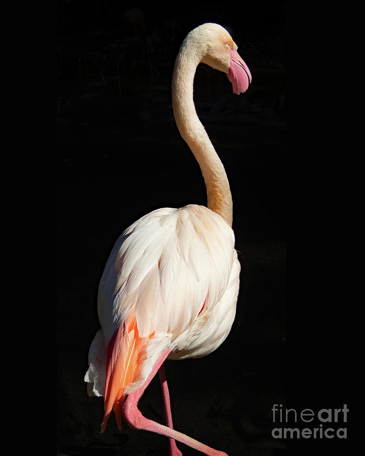 Greater Flamingo wide Photograph by Cheryl Del Toro