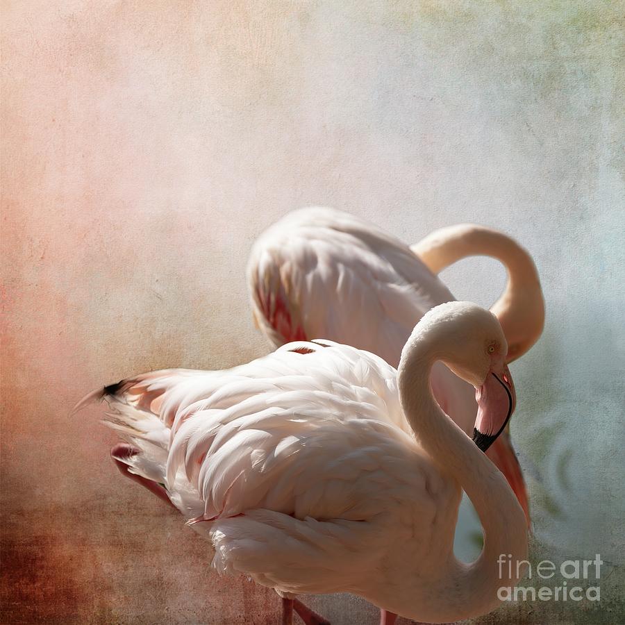 Greater Flamingos Photograph by Eva Lechner