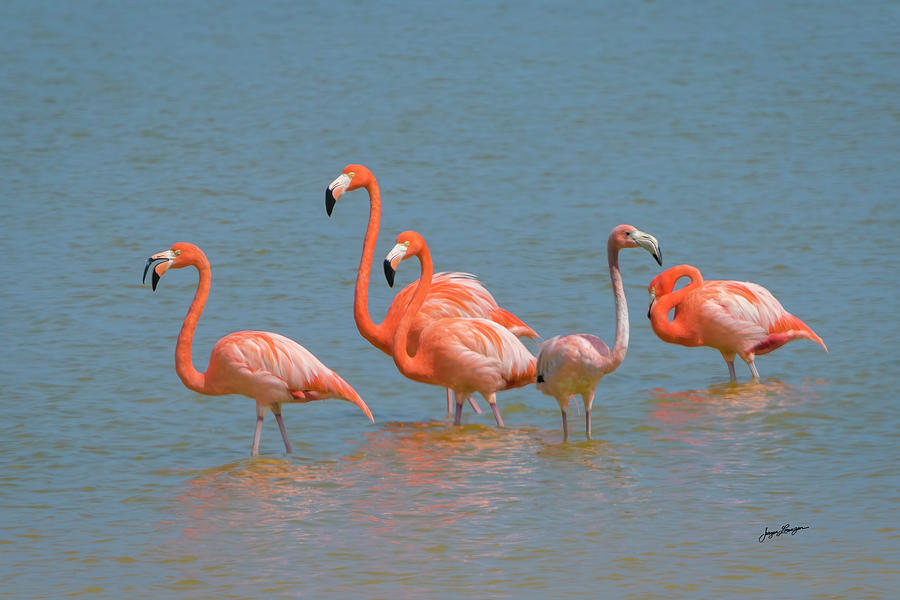 Greater Flamingos Wading Photograph by Jurgen Lorenzen