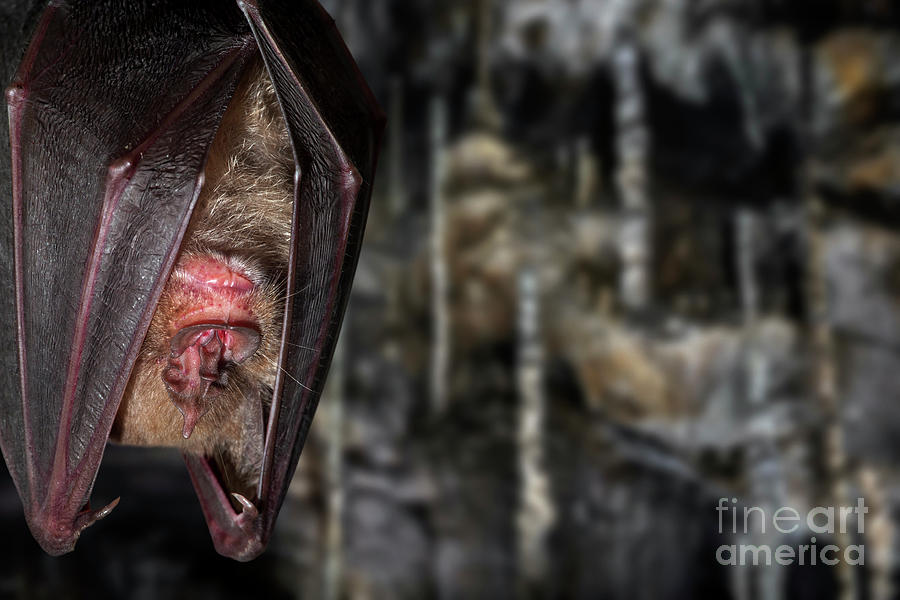 Greater Horseshoe Bat Photograph by Arterra Picture Library