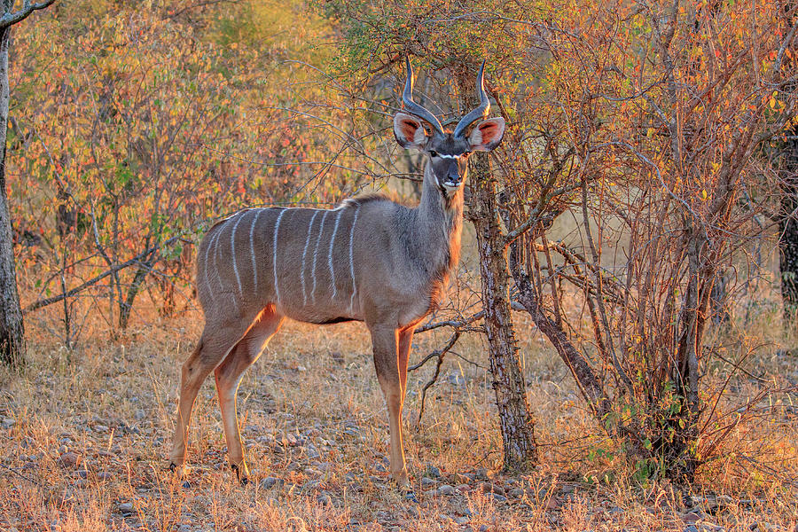 Greater Kudu 2 Photograph by Gary Hall