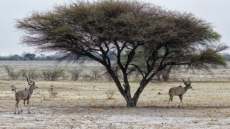 Greater Kudu and Warthogs in the Savanna in Botswana Photograph by Belinda Greb