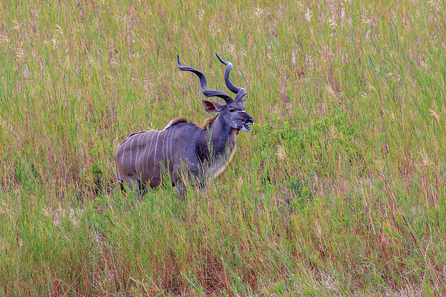 Greater Kudu Photograph by Gary Hall