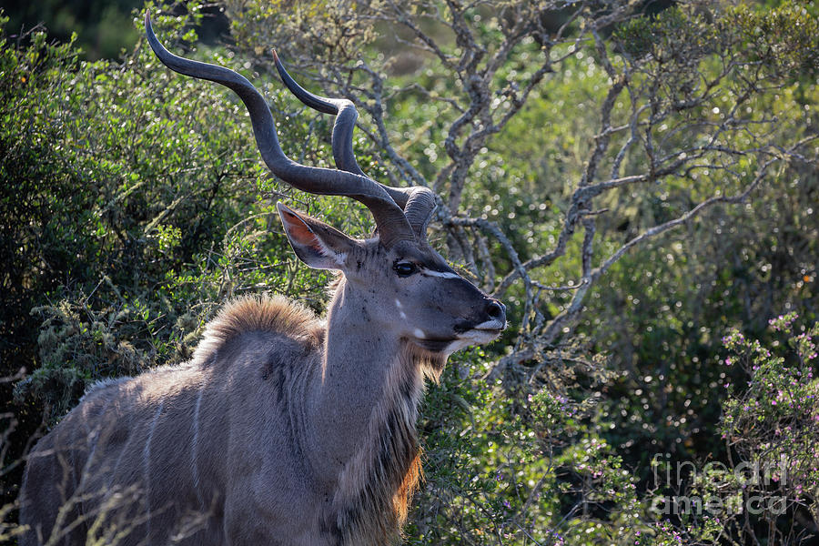 Greater Kudu in the Morning Light Photograph by Eva Lechner