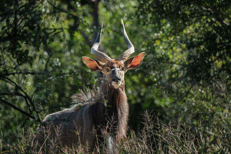 Greater Kudu Photograph by Jermaine Beckley