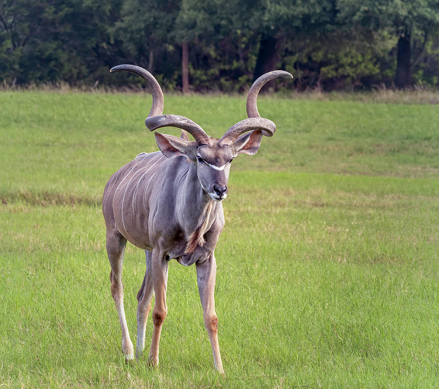 Greater Kudu Photograph by Joan Carroll