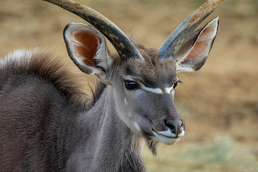 Greater Kudu Portrait Photograph by Gareth Parkes