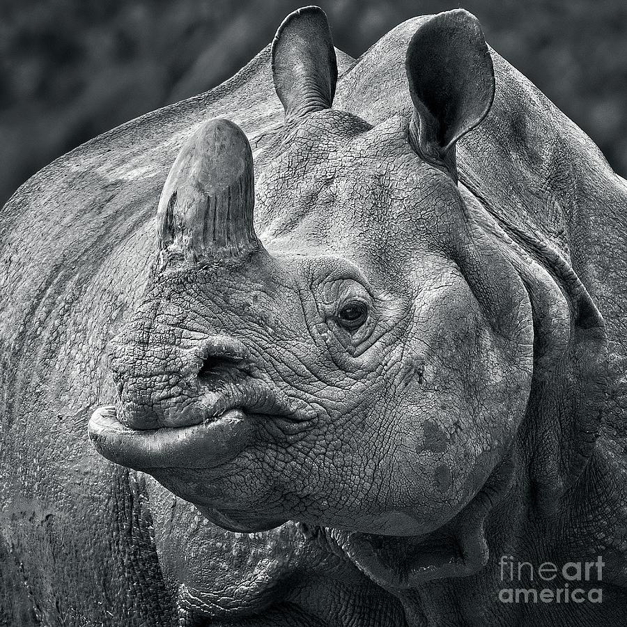 Greater One Horned Rhino - Monochrome Photograph by Philip Preston