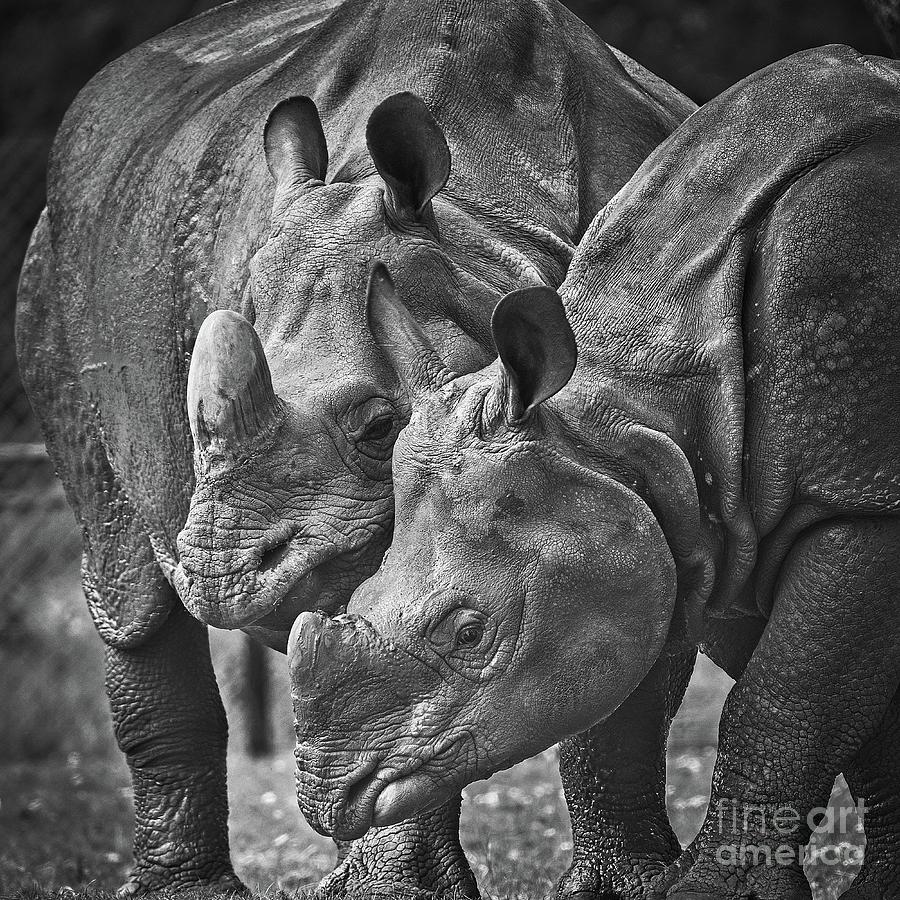 Greater One Horned Rhino Pair - Monochrome Photograph by Philip Preston