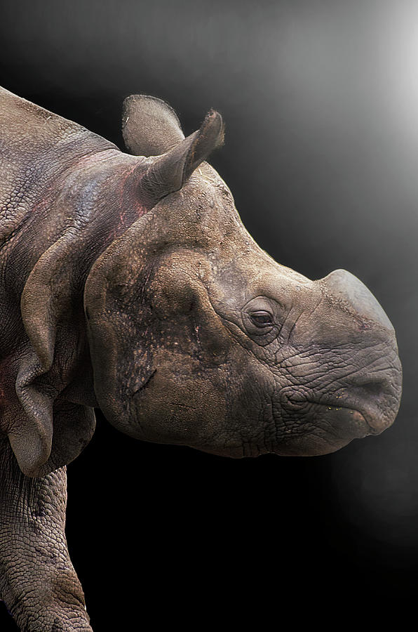 Hippopotamus Photograph - Greater One Horned Rhinoceros by Darren Wilkes