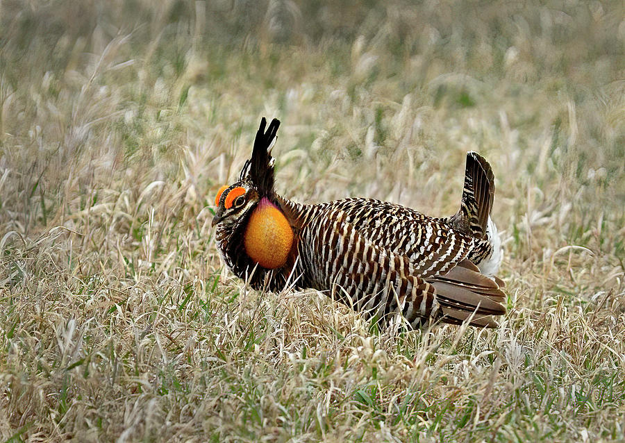 Greater Prairie Chicken Booming Photograph by Cindy McIntyre - Fine Art ...