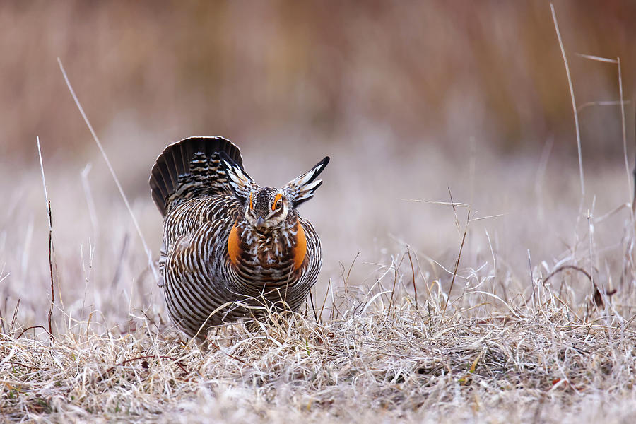 Greater Prairie Chicken Photograph by Brook Burling