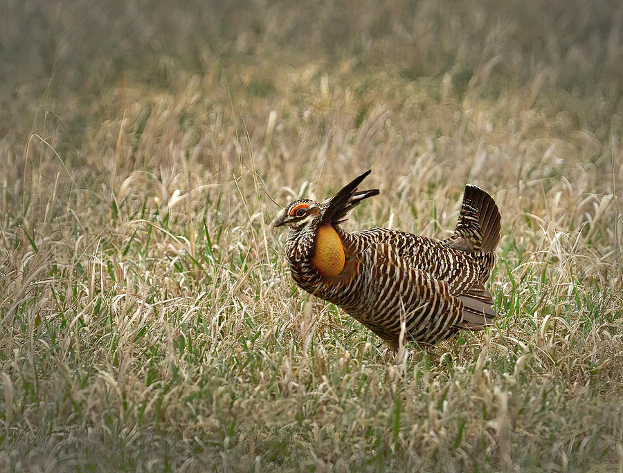 Greater Prairie Chicken on Booming Grounds Photograph by Cindy McIntyre ...