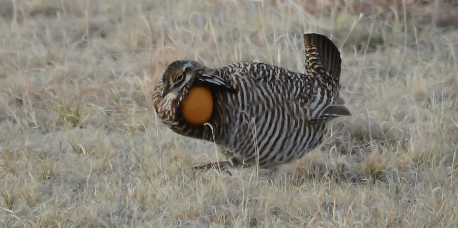 Greater Prairie Chicken on Lek Photograph by Whispering Peaks Photography
