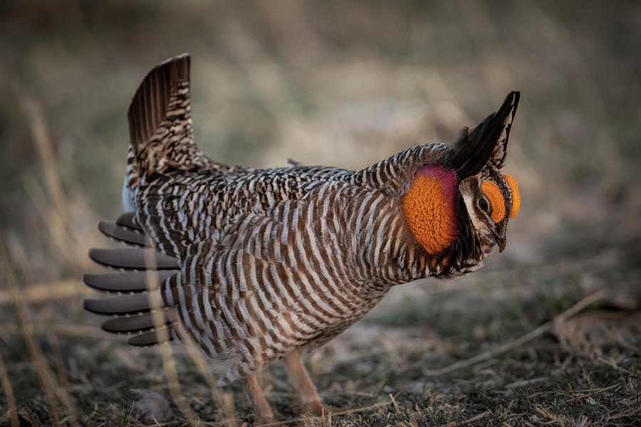 Greater Prairie Chicken Photograph by Scott Bean