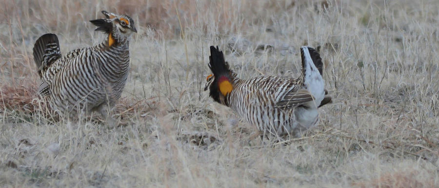 Greater Prairie Chickens Photograph by Whispering Peaks Photography