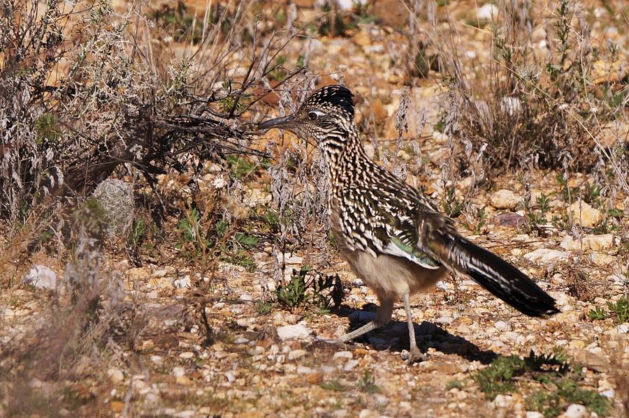 Greater Road Runner Photograph by Dennis Boyd