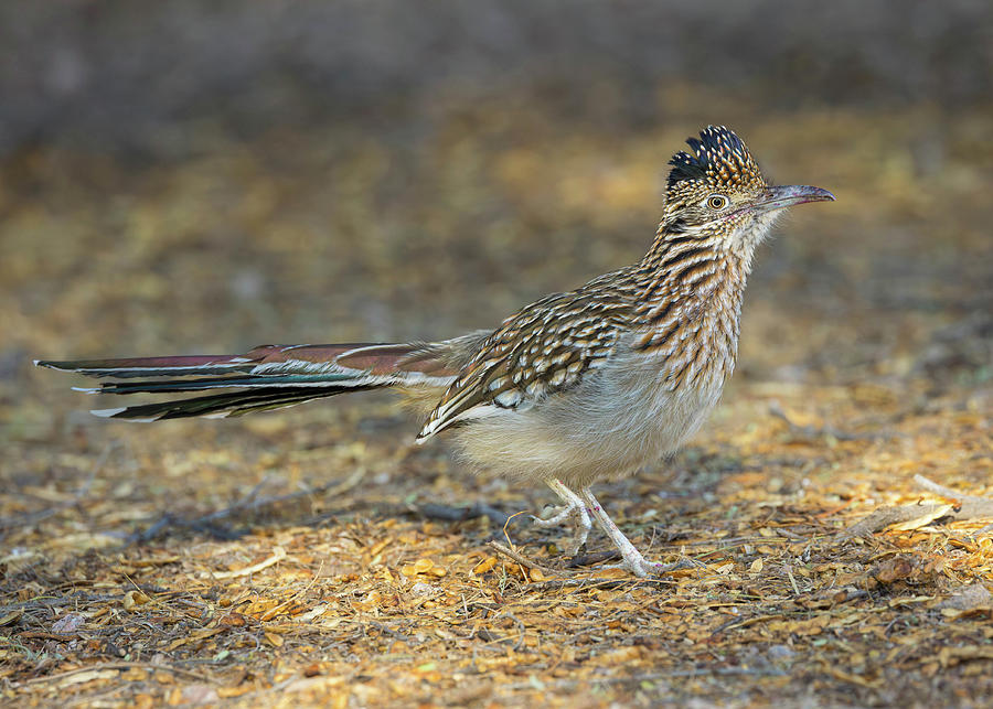 Cuckoo Photograph - Greater Roadrunner #2 by Rosemary Woods Images