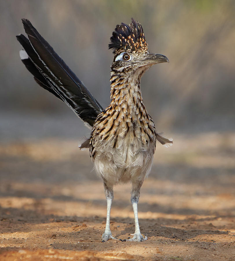 Greater Roadrunner Alert Photograph by Jerry Fornarotto