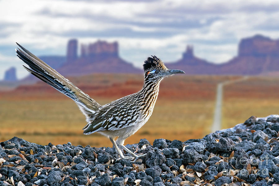 Greater Roadrunner Photograph by Arterra Picture Library