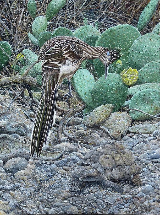 Greater Roadrunner Painting by Barry Kent MacKay