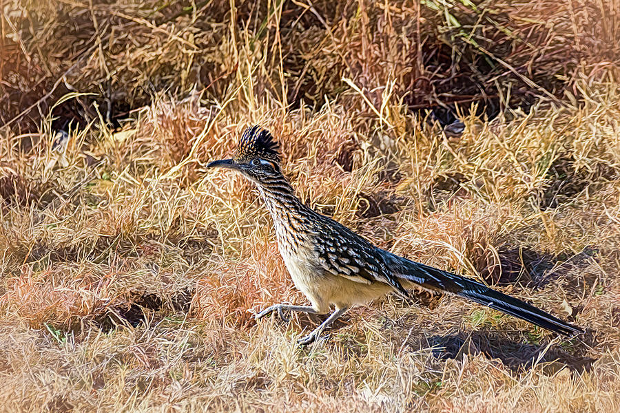 Greater Roadrunner Chasing Insects Photograph