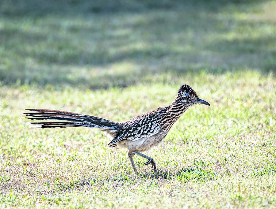 Greater Roadrunner Ready to Pounce Photograph by Debra Martz